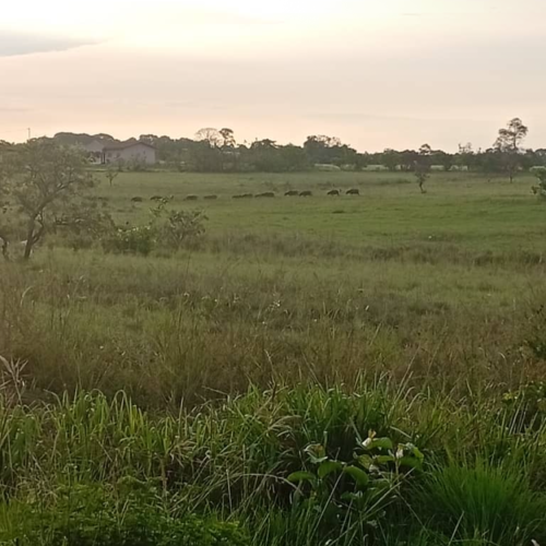 MOUINDA BOUKA  FLAURIEN